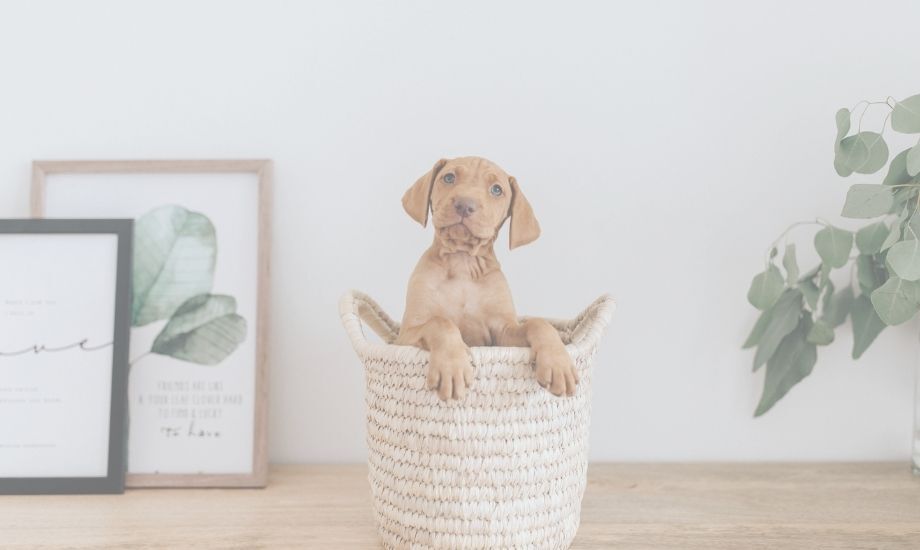 3 Steps Before Bringing Home A New Puppy - healthybud USA