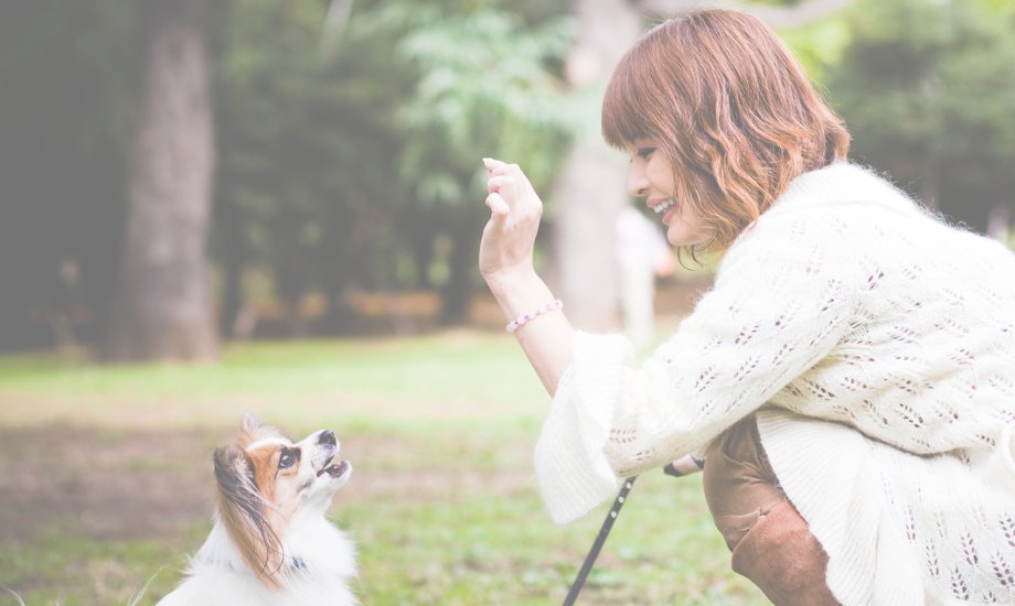 5 commands every dog should know - healthybud USA