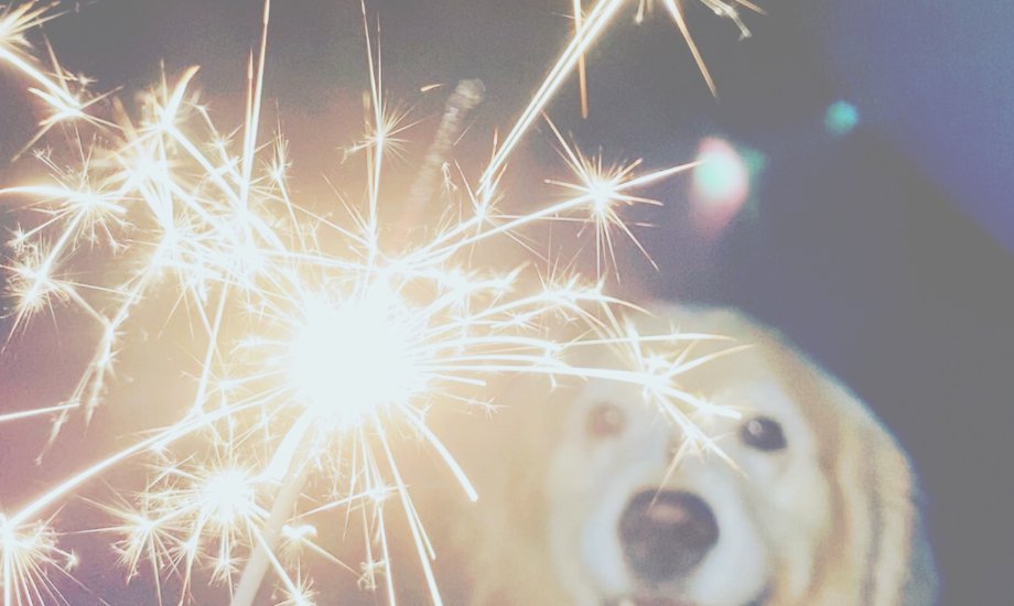 How to help your dog cope with fireworks - healthybud USA