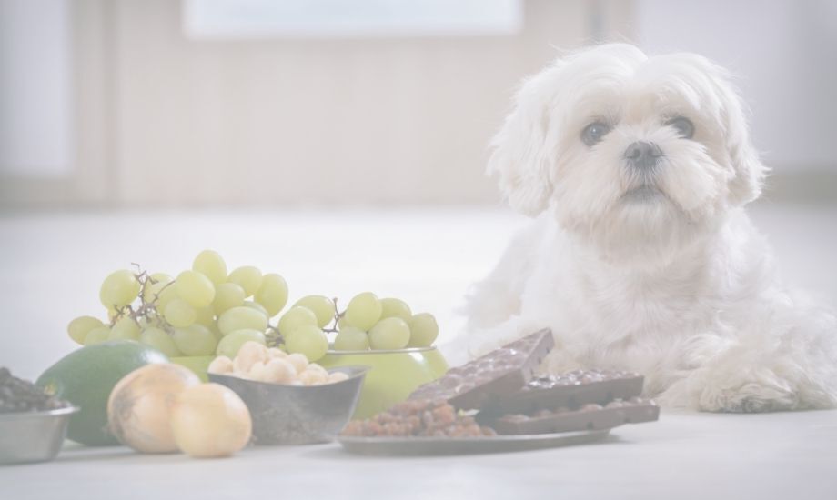 Top 5 Most Toxic Foods For Dogs - healthybud USA