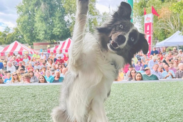 Training techniques for every dog personality - healthybud USA
